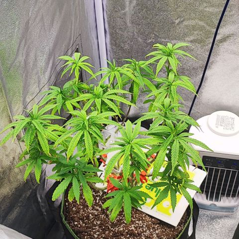 Sonic growlog timeline photo