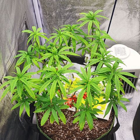 Sonic growlog timeline photo