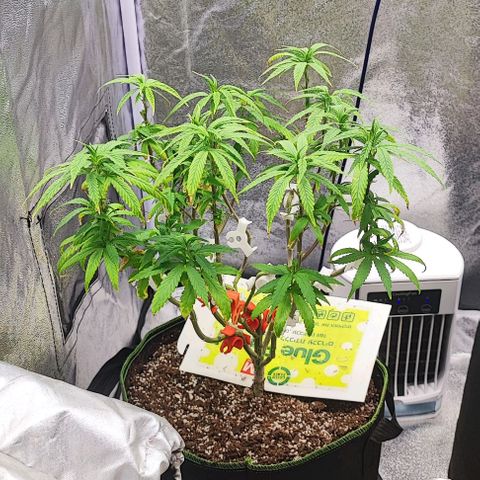 Sonic growlog timeline photo
