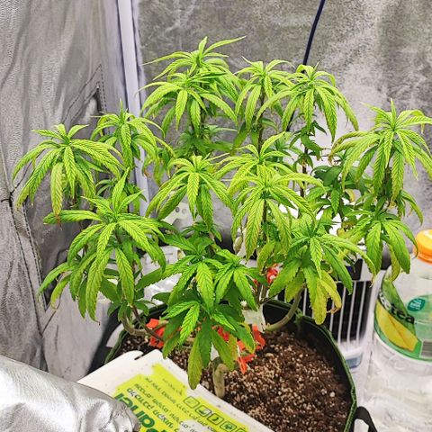 Sonic growlog timeline photo