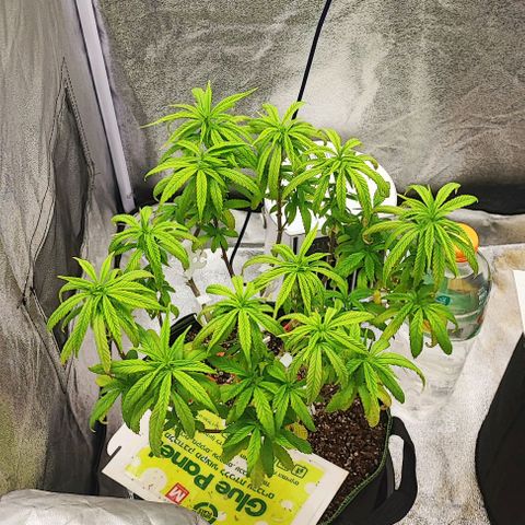 Sonic growlog timeline photo