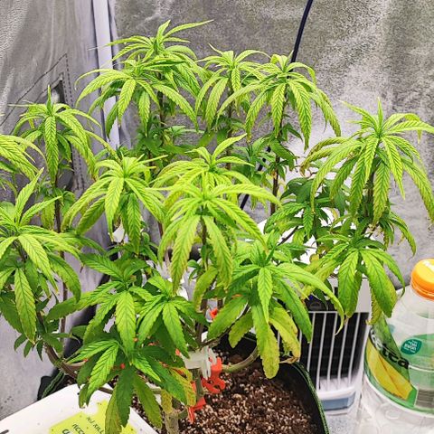 Sonic growlog timeline photo