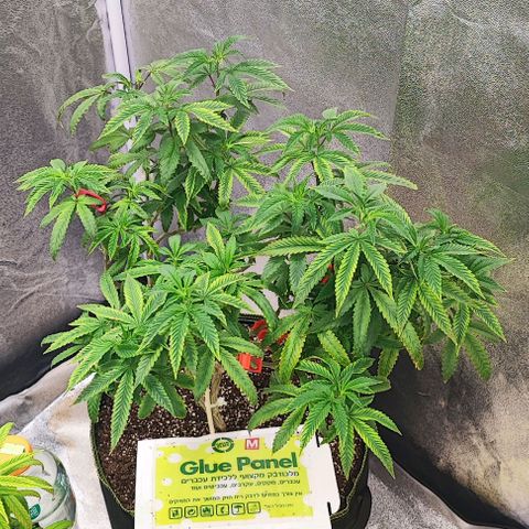 Frosty growlog timeline photo