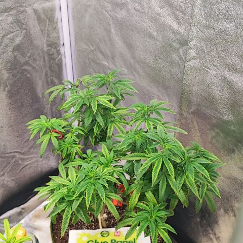 Frosty growlog timeline photo