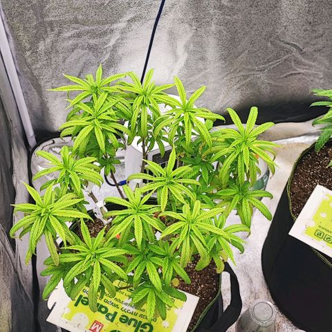 Sonic growlog timeline photo