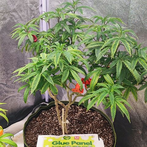 Frosty growlog timeline photo