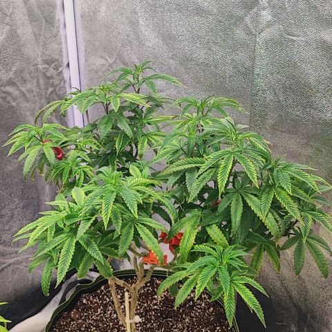 Frosty growlog timeline photo