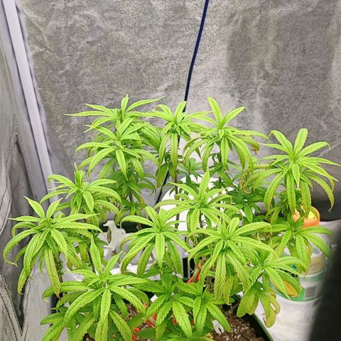 Sonic growlog timeline photo