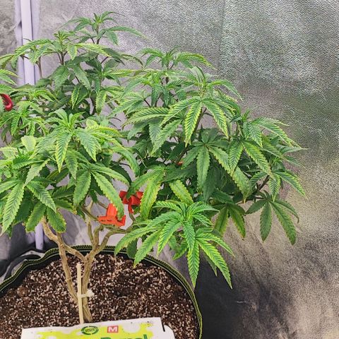 Frosty growlog timeline photo