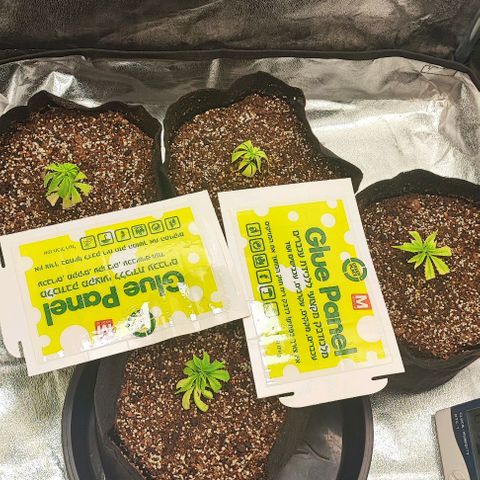 Little sonics #1 growlog timeline photo