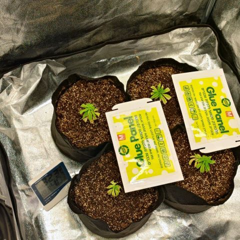 Little sonics #1 growlog timeline photo