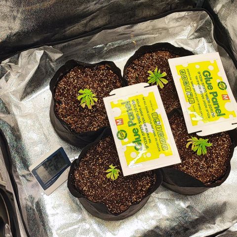 Little sonics #1 growlog timeline photo