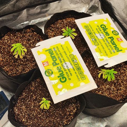 Little sonics #1 growlog timeline photo