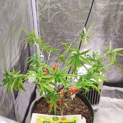 Sonic growlog timeline photo