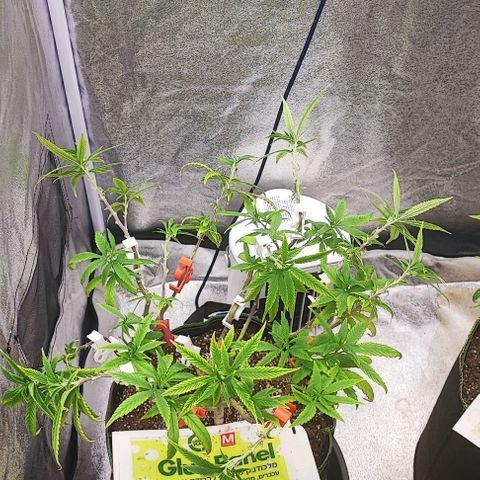 Sonic growlog timeline photo