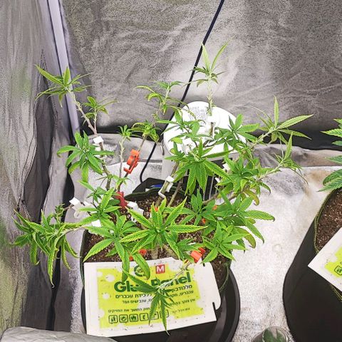 Sonic growlog timeline photo