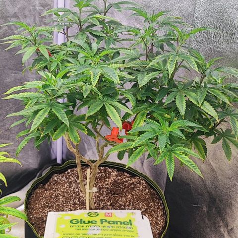 Frosty growlog timeline photo