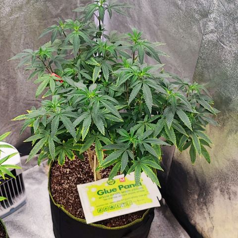 Frosty growlog timeline photo