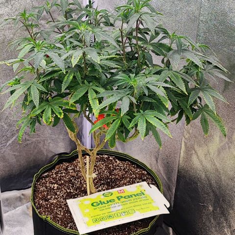 Frosty growlog timeline photo