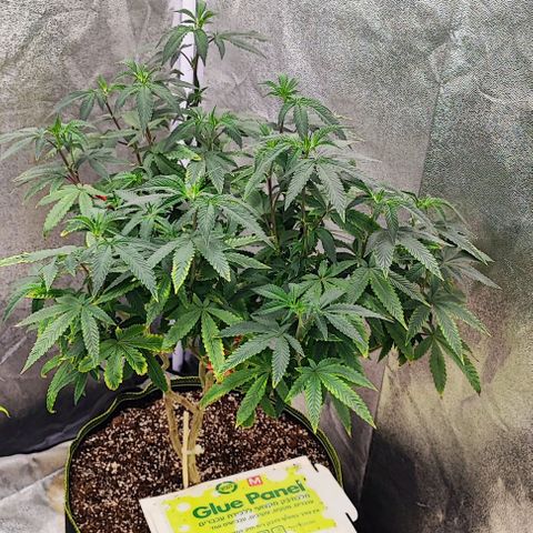 Frosty growlog timeline photo