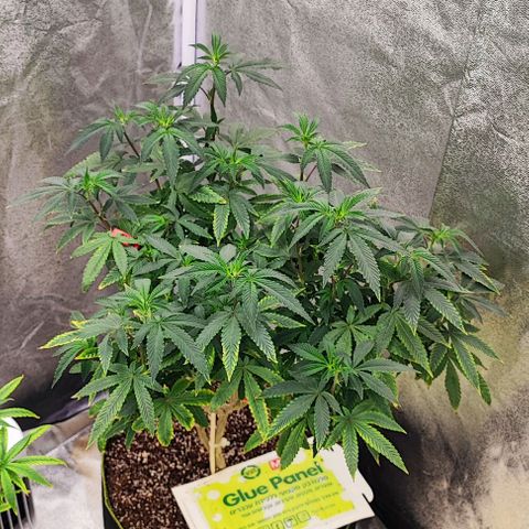 Frosty growlog timeline photo