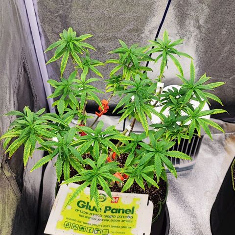 Sonic growlog timeline photo