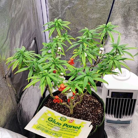 Sonic growlog timeline photo