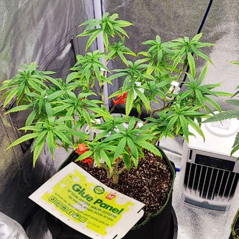 Sonic growlog timeline photo