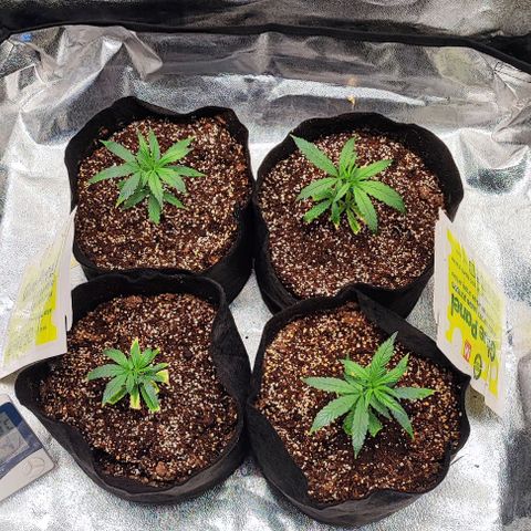Little sonics #1 growlog timeline photo