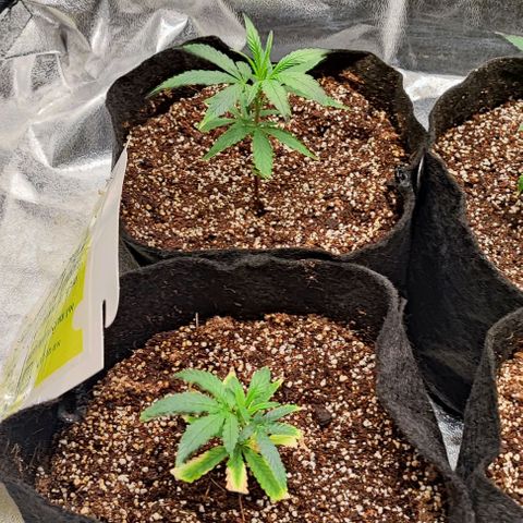 Little sonics #1 growlog timeline photo