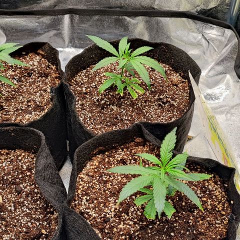 Little sonics #1 growlog timeline photo
