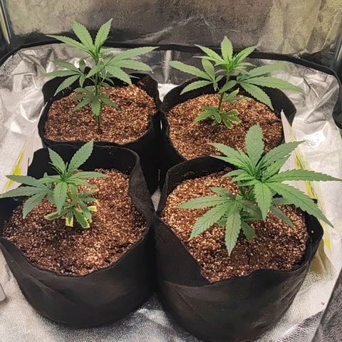 Little sonics #1 growlog timeline photo