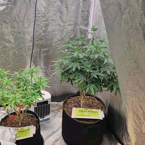 Sonic growlog timeline photo