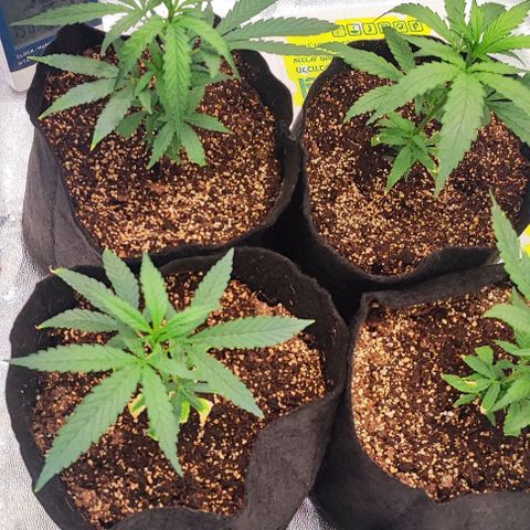 Little sonics #1 growlog timeline photo