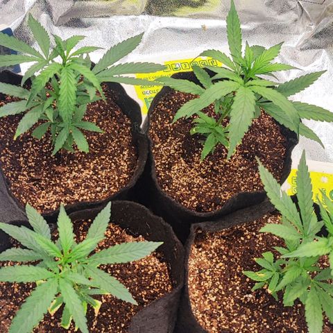Little sonics #1 growlog timeline photo