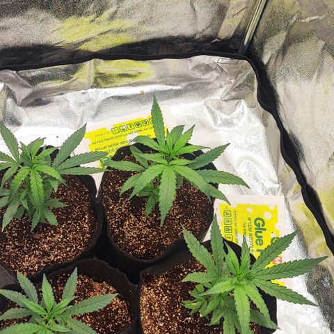 Little sonics #1 growlog timeline photo