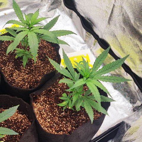 Little sonics #1 growlog timeline photo