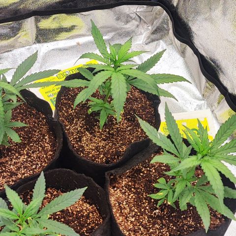 Little sonics #1 growlog timeline photo