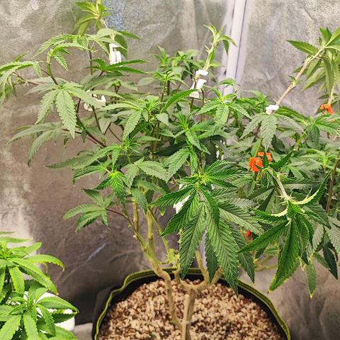 Frosty growlog timeline photo