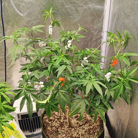 Frosty growlog timeline photo