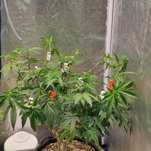 Frosty growlog timeline photo