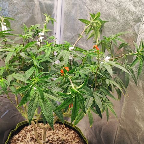 Frosty growlog timeline photo