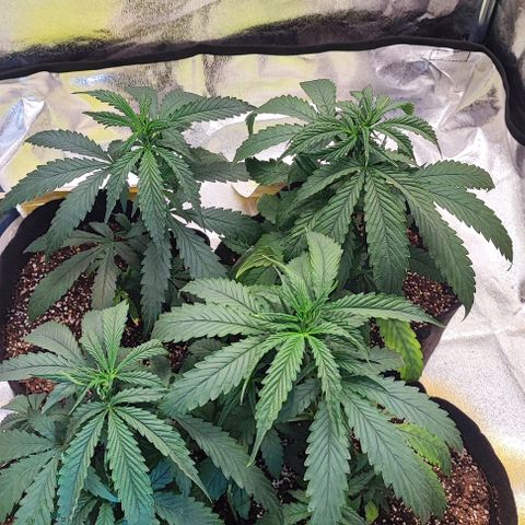 Little sonics #1 growlog timeline photo