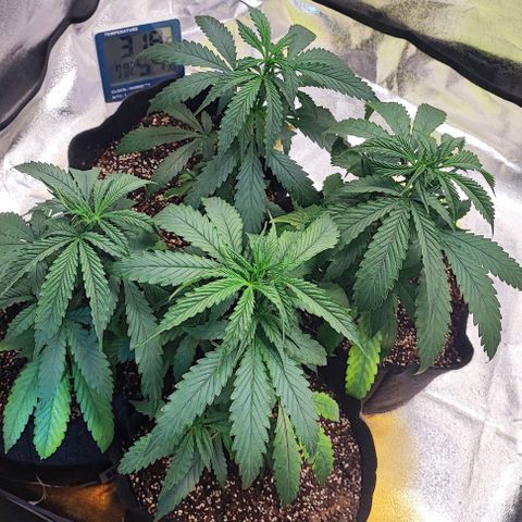 Little sonics #1 growlog timeline photo