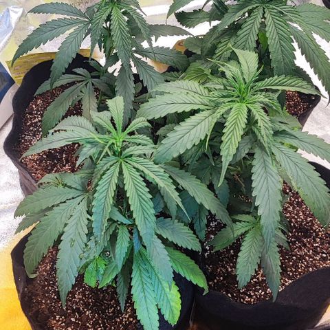 Little sonics #1 growlog timeline photo