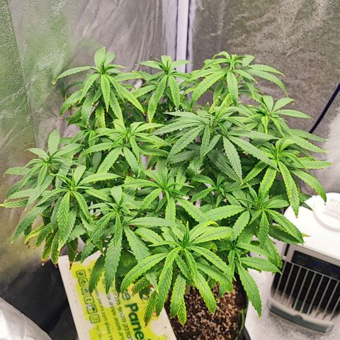 Sonic growlog timeline photo