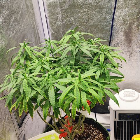 Sonic growlog timeline photo