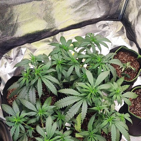 Little sonics #1 growlog timeline photo
