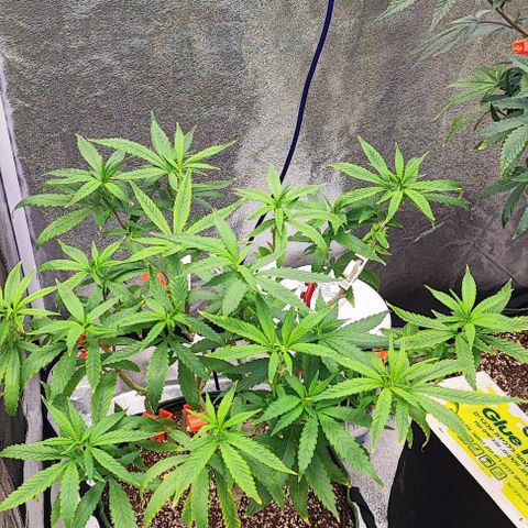 Sonic growlog timeline photo