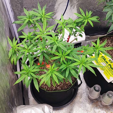 Sonic growlog timeline photo